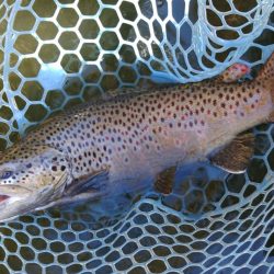 岸際のブラウンを狙い撃て ～岡崎トラウトポンド～